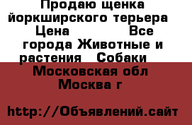 Продаю щенка йоркширского терьера  › Цена ­ 20 000 - Все города Животные и растения » Собаки   . Московская обл.,Москва г.